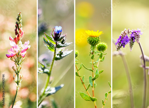 Collage of elegant flowers