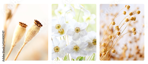 Collage of elegant flowers