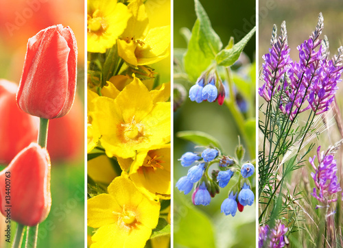 Collage of elegant flowers