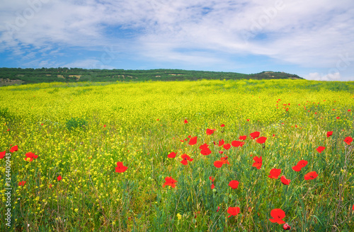 Beautiful colorful landscape with flowers. Spring meadow.