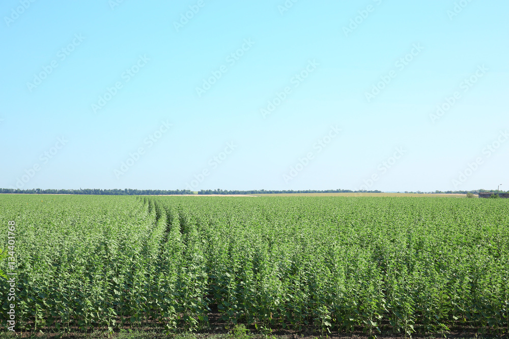 Field in summertime Field in summertime
