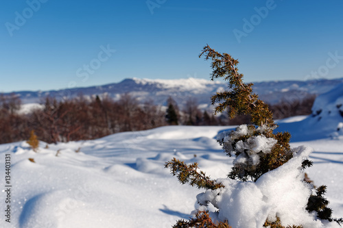 Snow Covered Juniper branch in winter.