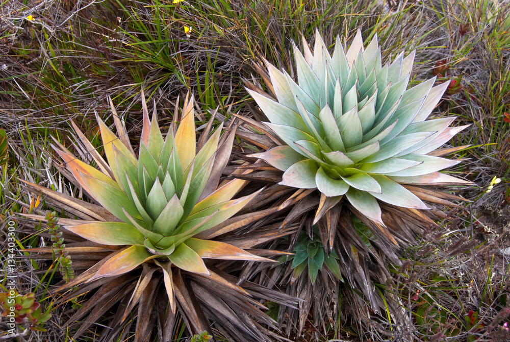 Endemic Plant on Roraima Tepui Summit in Gran Sabana National Park, Venezuela,  Orectanthe Sceptum - Xirydaceae