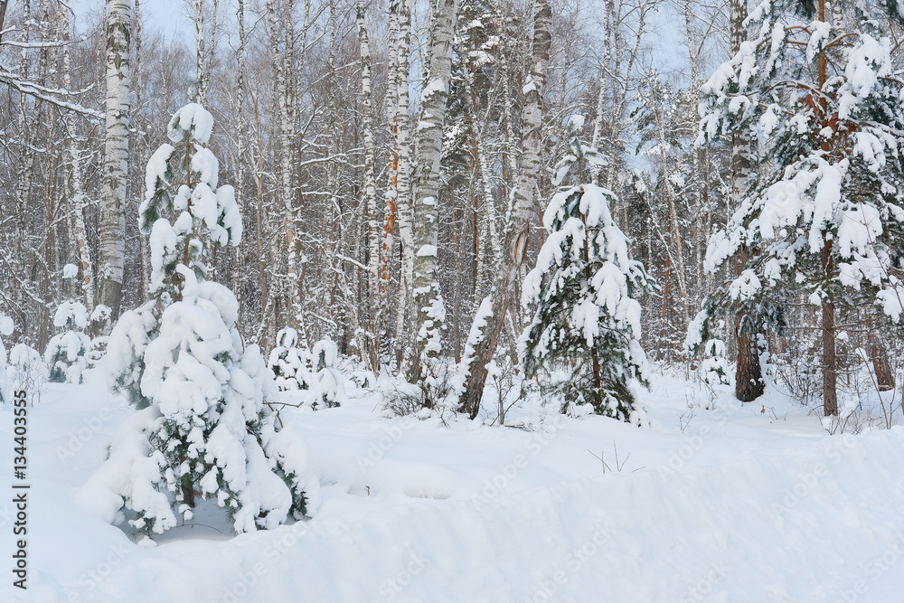 The image of winter forest