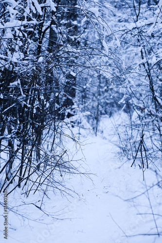 the image of a winter forest photo