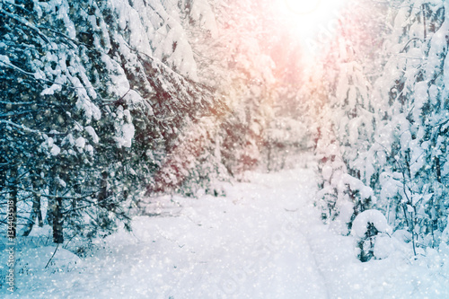 the image of a winter forest © Dmitry Vereshchagin