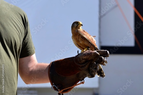 Kestrel on glove