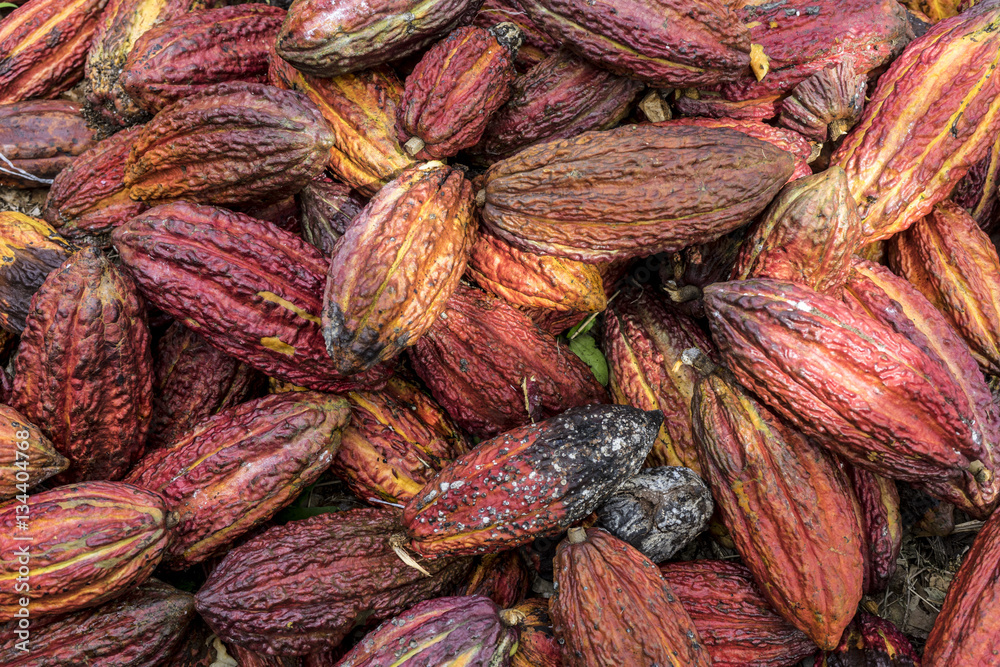 Fototapeta premium Cacao
