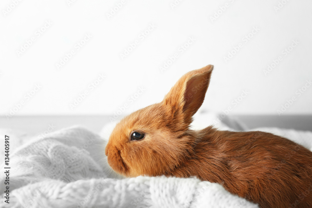 Obraz premium Cute red bunny on white blanket