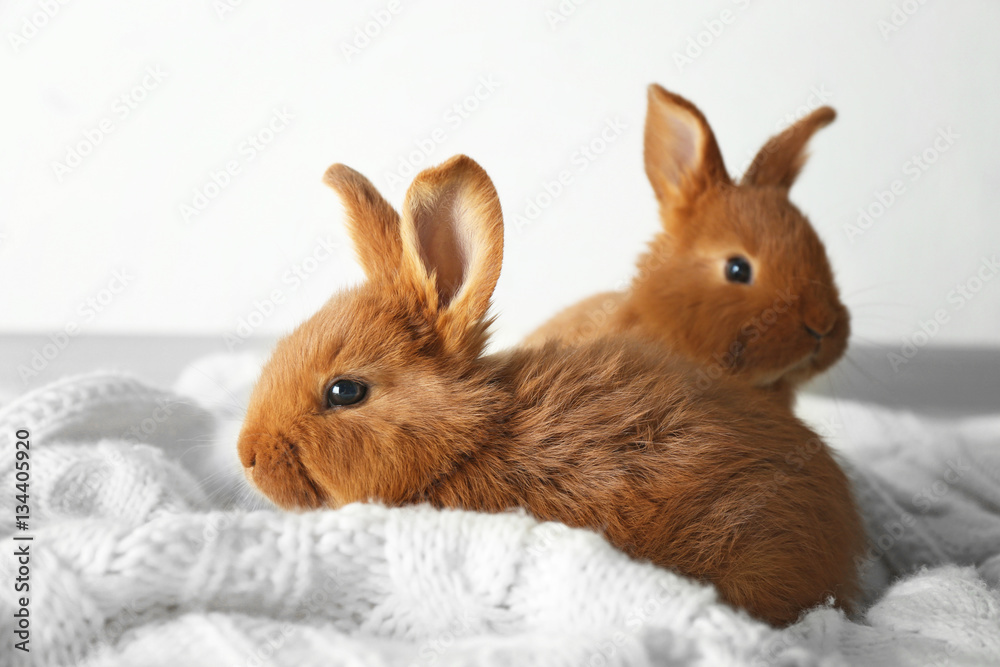Fototapeta premium Two cute fluffy bunnies on white blanket
