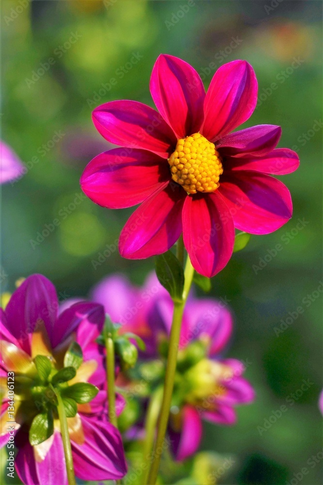 Obraz premium red flower