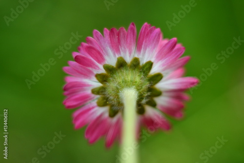 bottom view of a daisy flower