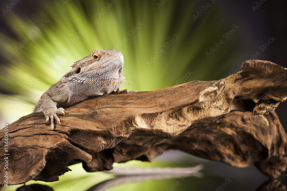 Obraz premium Lizard root, Bearded Dragon on black mirror background