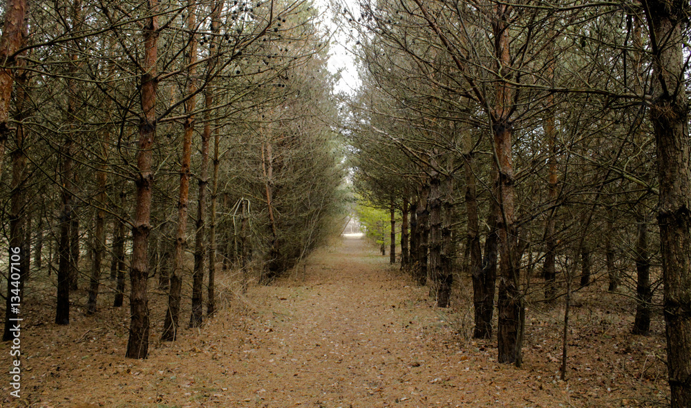 Tree Line Pathway