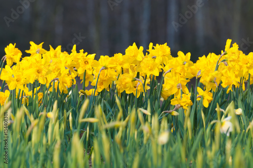 Osterglocken, frohe Ostern, Blumenbeet, Narcissus pseudonarcissus, gelbe Frühlingsboten