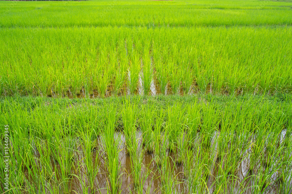 Obraz premium Cornfield in thailand