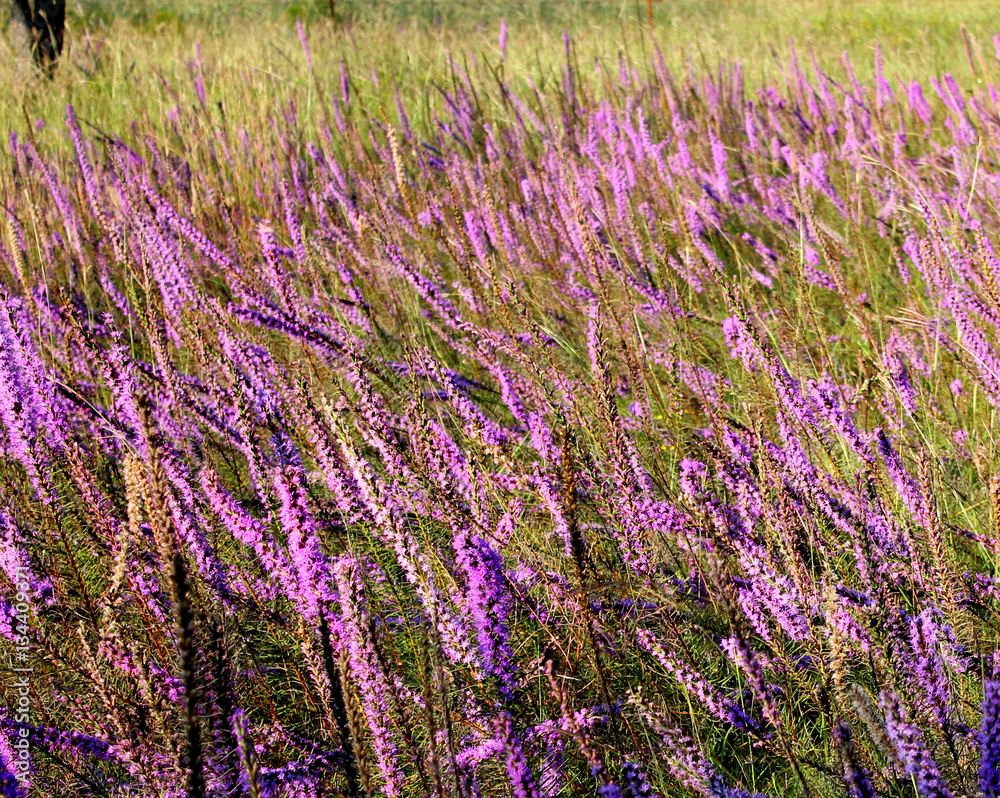 Purple meadow