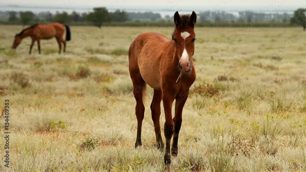Little Foal grazing on the field with mare mom background Little Foal grazing on the field with mare mom background