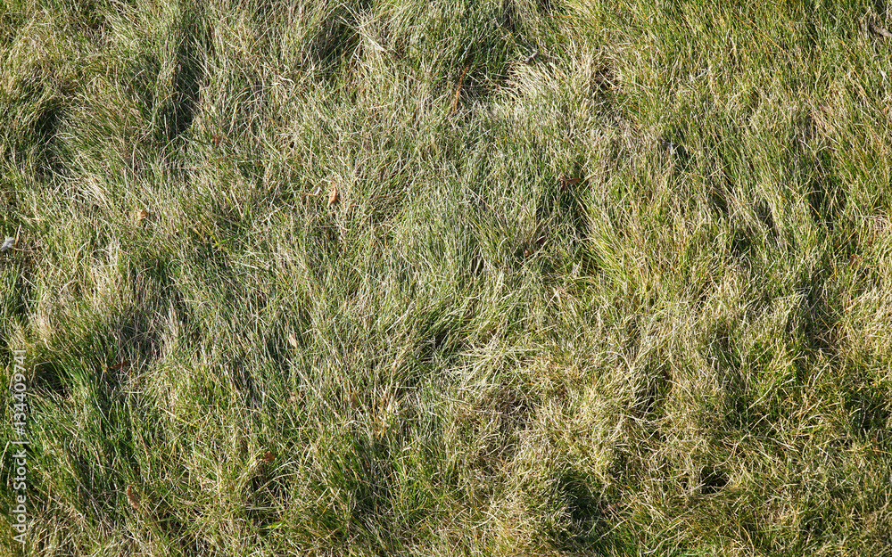 dry grass on lawn in winter as nature background