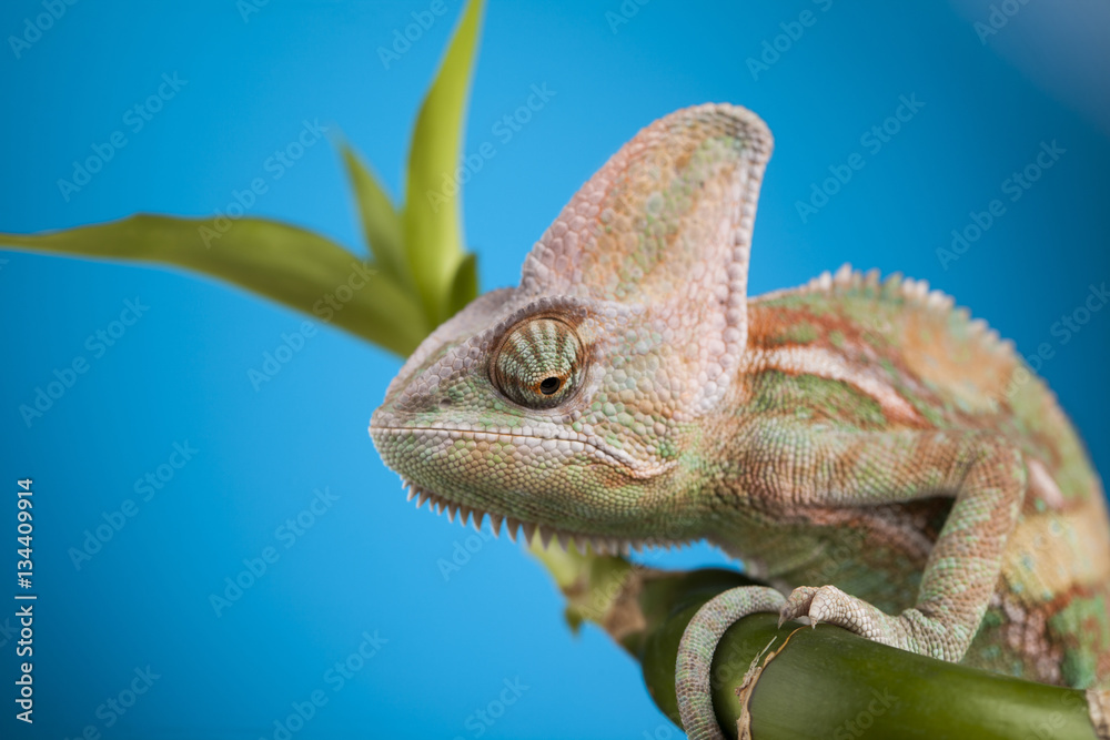 Fototapeta premium Green chameleon,lizard on blue background