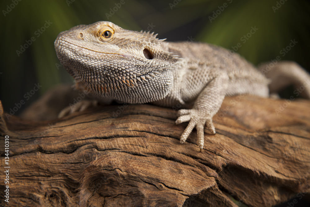 Fototapeta premium Lizard root, Bearded Dragon on green background
