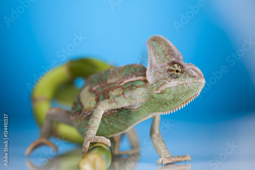 Green chameleon,lizard on blue background
