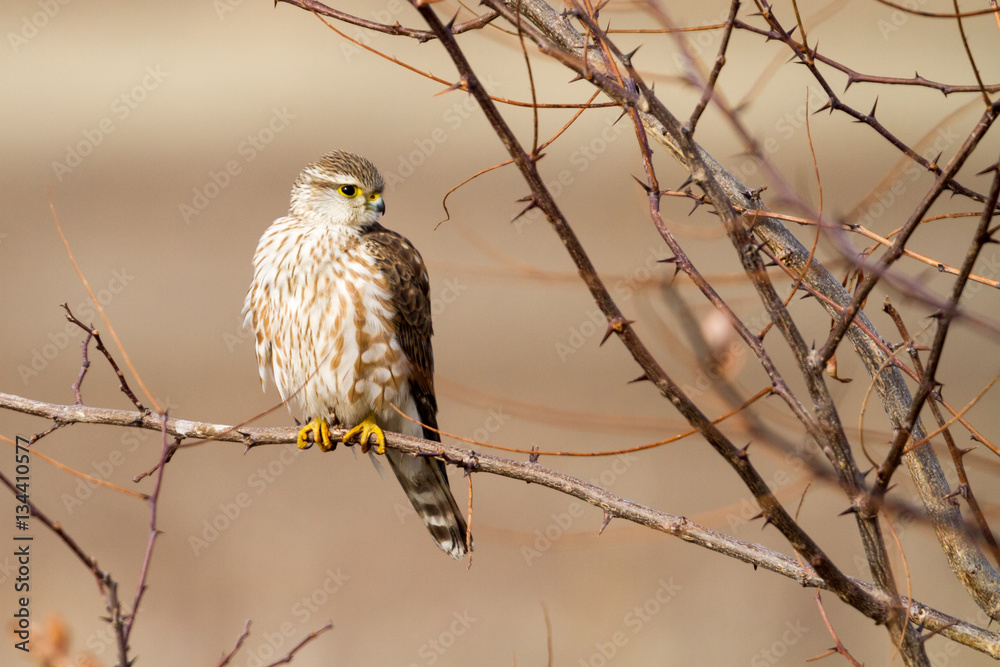 Merlin Merlin