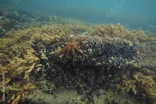 Prickly sea star Coscinasterias calamaria on rock covered with barnacles and Neptunes necklace algae in shallow water.