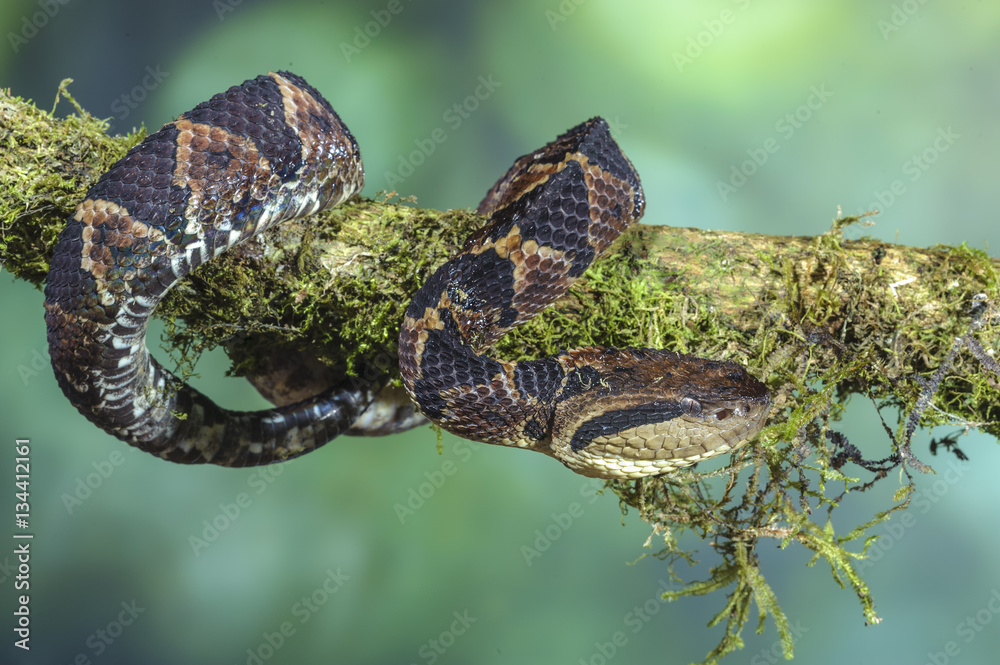 Obraz premium Fer-de-lance Costa Rica