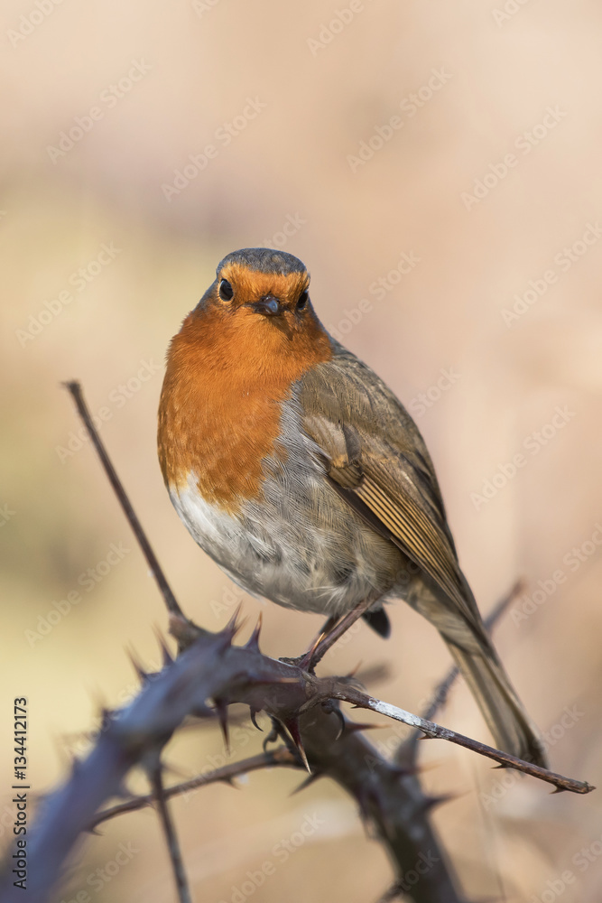 European Robin, Erithacus rubecula, Robin, Birds European Robin, Erithacus rubecula, Robin, Birds