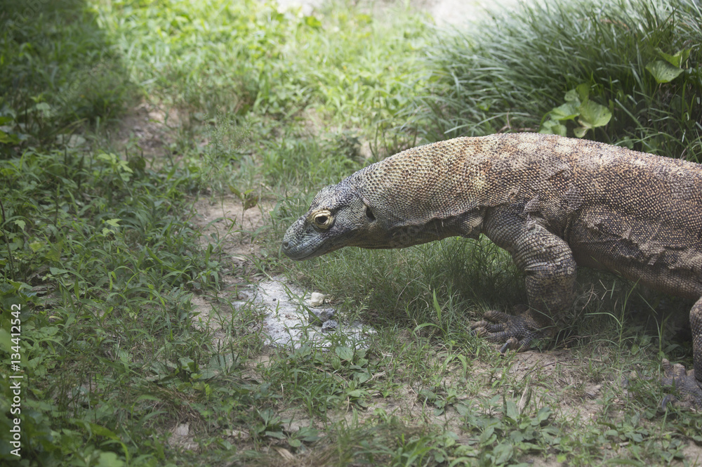 Komodo Dragon Komodo Dragon