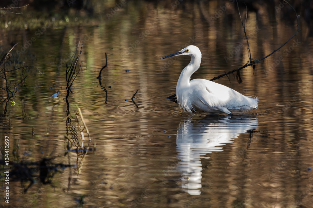 Little Egret, Heron, Egretta Garzetta Little Egret, Heron, Egretta Garzetta