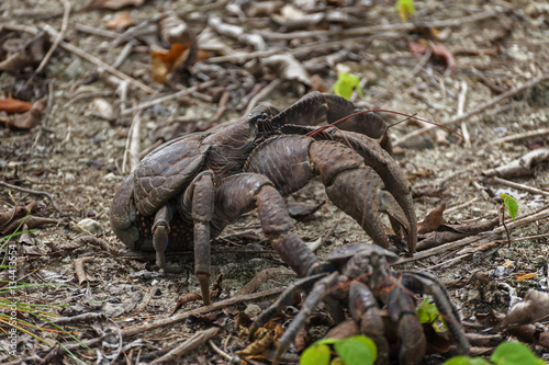 Coconut Crab. The coconut crab (Birgus latro) is a species of terrestrial hermit crab, also known as the robber crab or palm thief. It is the largest land-living arthropod in the world.