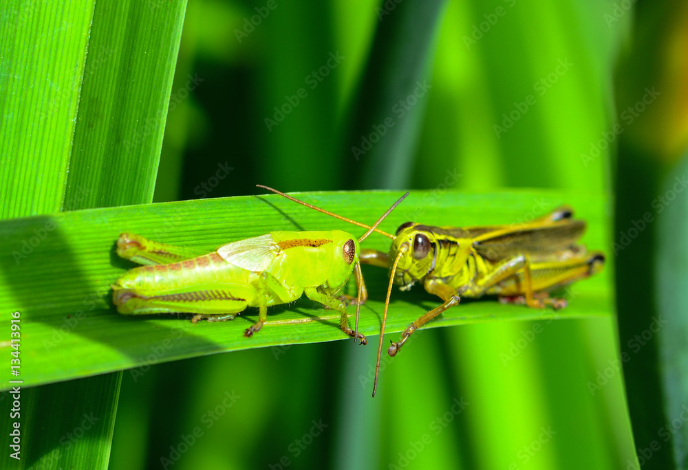 Grasshoppers meeting on a leaf Grasshoppers meeting on a leaf