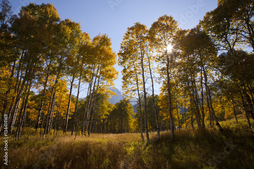 Sun shining through autumn trees  Alpine Loop  Utah
