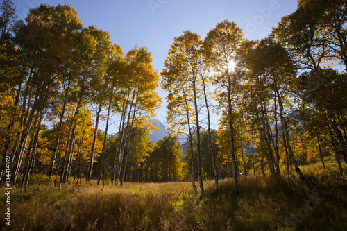 Sun shining through autumn trees, Alpine Loop, Utah