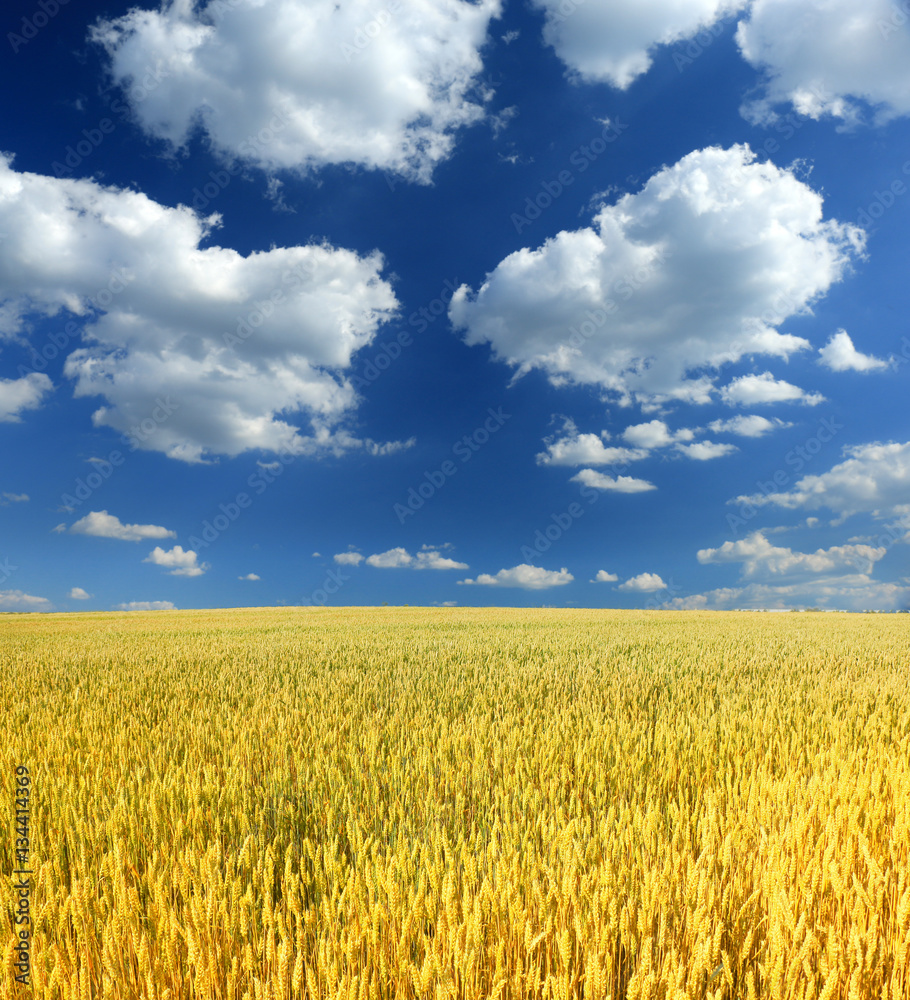 wheat and blue sky