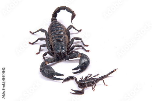Plakat Scorpions on a white background