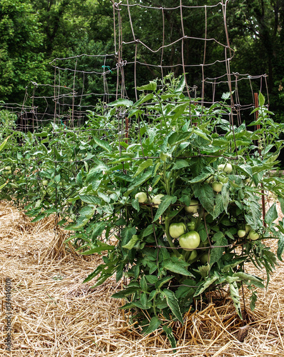 Unripe Green Tomatoes on Healthy Lush Plants in a Home Vegetable Garden.  Tomato plants are supported by sturdy metal cages lined up in rows mulched with golden straw growing in the outside sun.  