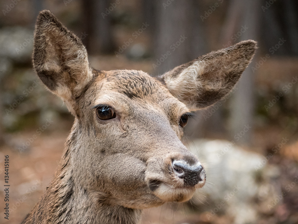 Portrait of female deer (Cervus elaphus)