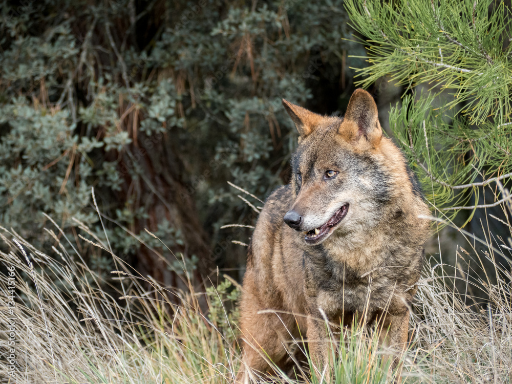 Fototapeta premium Male of iberian wolf (Canis lupus signatus)