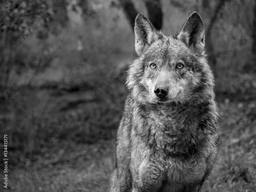Female of iberian wolf (Canis lupus signatus)