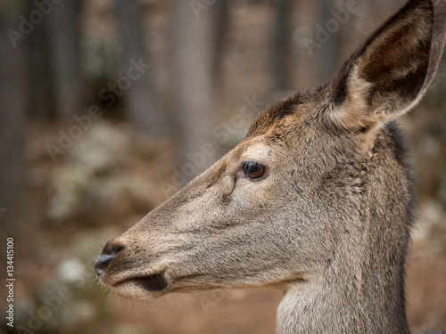 Portrait of female deer (Cervus elaphus)