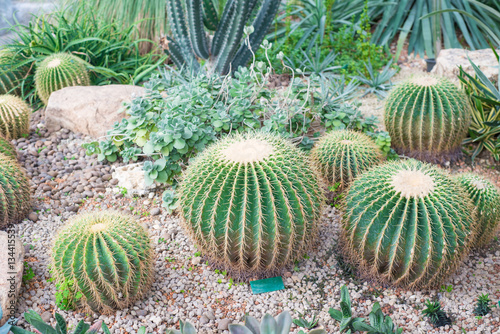 Golden Barrel Cactus or Echinocactus grusoni photo