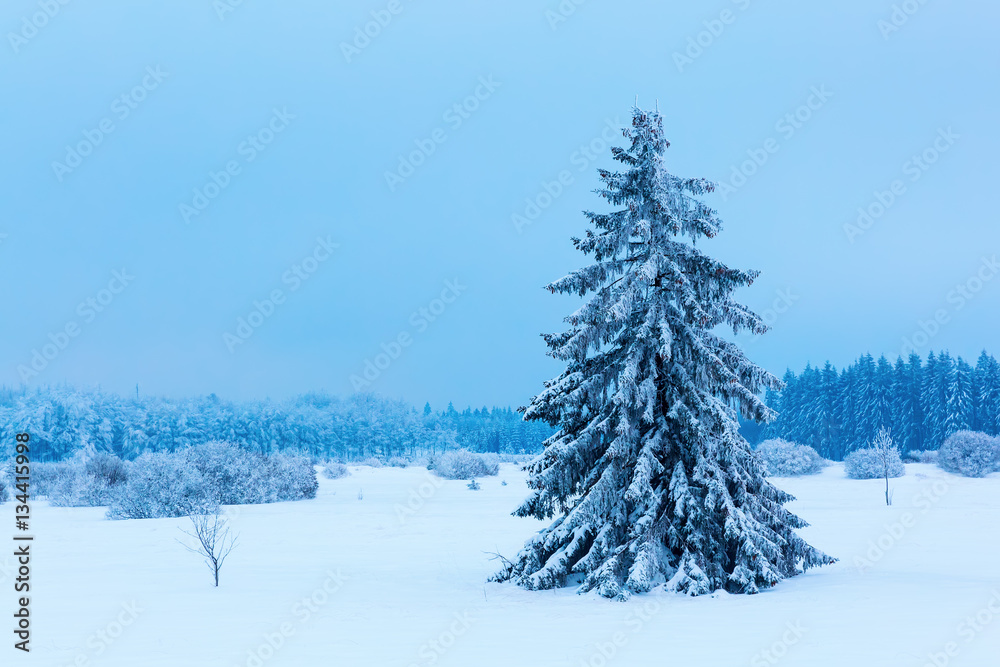 Fototapeta premium single tree in the snow High Vens, Belgium