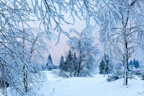 winter landscape in the High Vens, Belgium photo