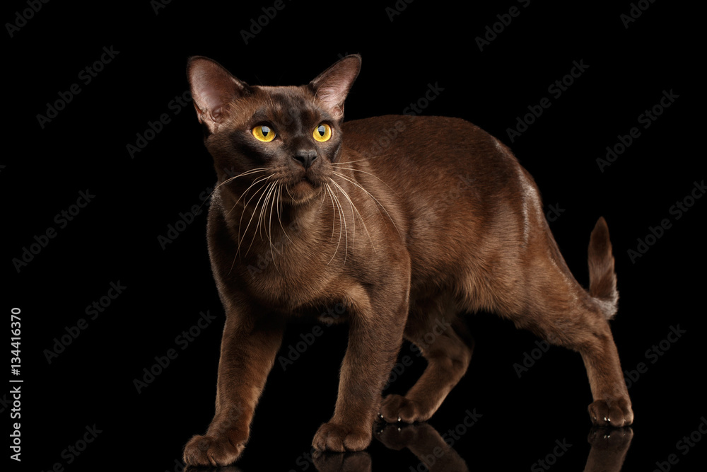 Brown burmese cat Walking and Looking up, chocolate shining fur on isolated black background, front view