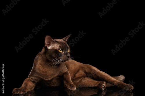 Brown burmese cat with chocolate shining fur lying on isolated black background