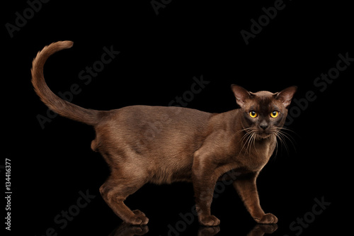 Brown burmese cat standing and Looking in camera, chocolate shining fur on isolated black background, side view