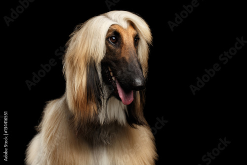 Close-up Headshot of Afghan Hound fawn Dog Amazement looking on isolated Black Background, front view photo